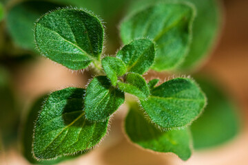 oregano leaves in the garden