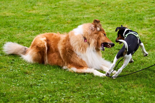 Langhaar Collie spielt mit Jack Roussel Welpen