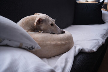 dog sleeping on sofa