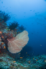 Beautiful hard and soft corals of the Maldives coral reefs