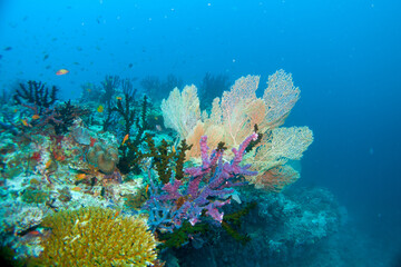 Naklejka na ściany i meble Beautiful hard and soft corals of the Maldives coral reefs