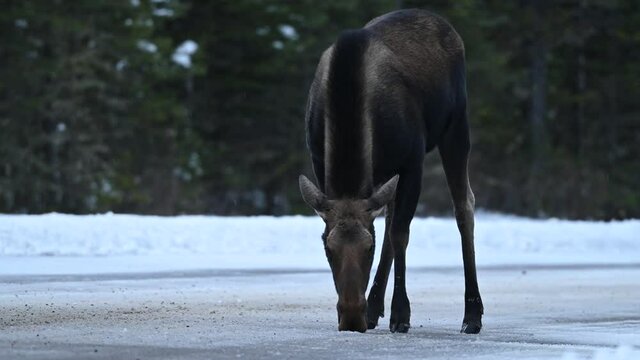 Cow moose with her calf (Alces alces) licking salt from the icy, snowy road in Jasper National Park, Alberta, Canada