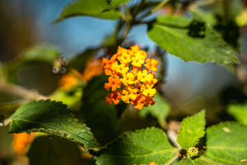 yellow west indian lantana