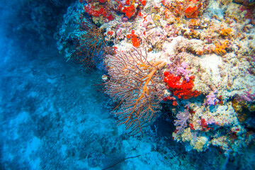 Beautiful hard and soft corals of the Maldives coral reefs