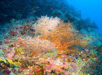 Beautiful hard and soft corals of the Maldives coral reefs