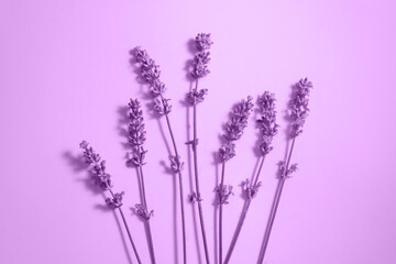 Many lavender flowers on the purple background.
