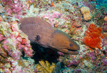 Close up, macro: Giant Moray Eel (Gymnothorax javanicus), open mouth showing teeth underwater foto
