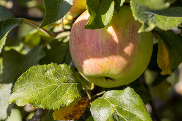 A large ripe apple weighs among the foliage.