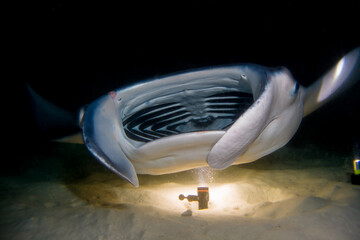Manta Ray (Mobula alfredi) feeding plankton with an open mouth during a night dive with a source of light in the background - Maldives