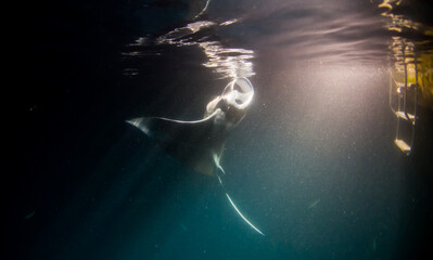 Manta Ray (Mobula alfredi) feeding plankton during a night dive with a source of light in the background - Maldives