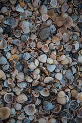 Texture of various shells. Small shells, background
