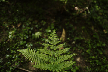 fern leaves