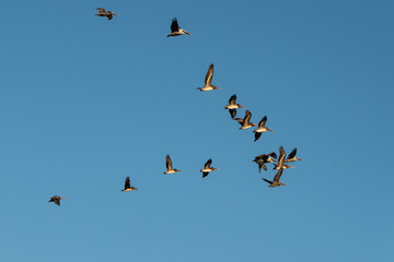 Flock of pelicans in flight at Anastasia State Park Florida