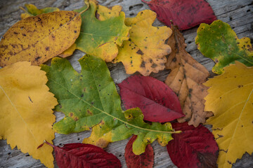 Various autumn leaves. Leaves from different trees. Leaves of different colors