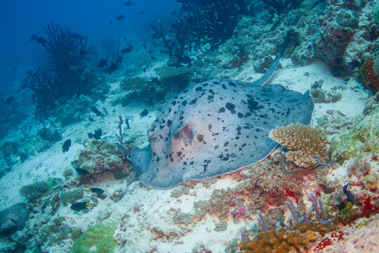 Marbled stingray or whipray (Himantura oxyrhyncha) in the beautiful coral reefs of the maldives