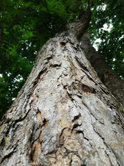 Obraz premium closeup big Tree trunk, brown tree bark texture, tree skin