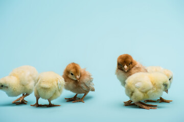 Cute small fluffy chicks on blue background © LIGHTFIELD STUDIOS