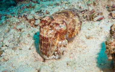 Cuttlefish or cuttle (Sepiida) of the maldives