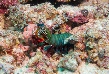 Obraz na płótnie Canvas Odontodactylus scyllarus commonly known as the peacock mantis shrimp on the maldives