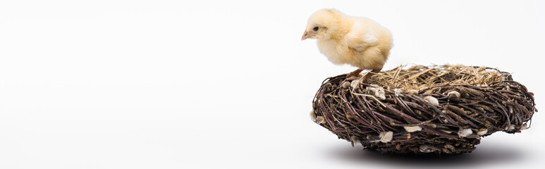 Cute small chick in nest on white background, banner © LIGHTFIELD STUDIOS