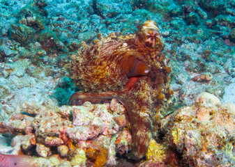 Fototapeta na wymiar Underwater Life: Common Octopus (Octopus Vulgaris) underwater foto in the Maldives, Octopus outside, swimming