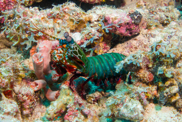 Odontodactylus scyllarus commonly known as the peacock mantis shrimp on the maldives