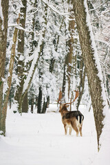 Deer in the great outdoors in the snow