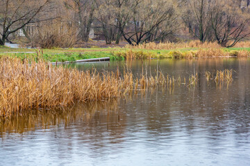 Reeds or Scirpus. Genus of perennial and annual plants of the Cyperaceae family © ironstuffy
