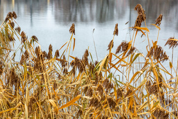 Reeds or Scirpus. Genus of perennial and annual plants of the Cyperaceae family © ironstuffy