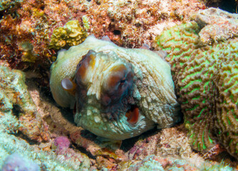 Underwater Life: Common Octopus (Octopus Vulgaris) underwater foto in the Maldives, Octopus outside, swimming