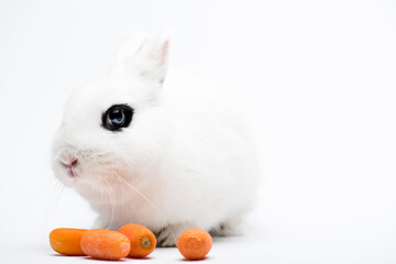 cute rabbit with black eye near carrot on white background