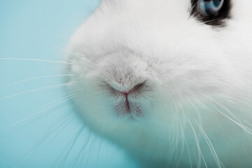 closeup of cute white rabbit with funny nose on blue background