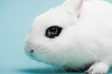 cute white rabbit with black eye on blue background
