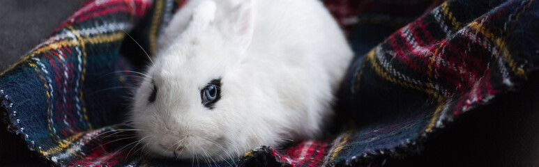 cute white rabbit with black eye on checkered blanket, banner