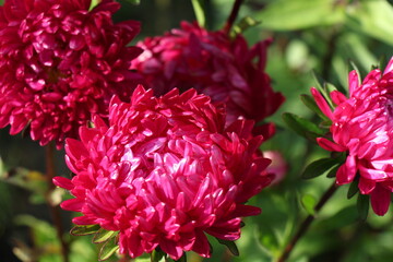 pink aster flowers in the garden