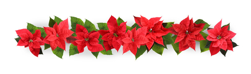 Christmas traditional Poinsettia flowers on white background, top view. Banner design