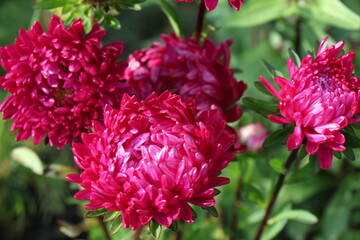 pink aster flowers in the garden