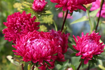 pink aster flower