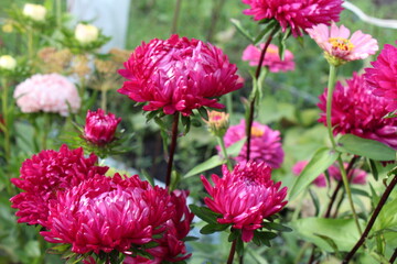 pink aster flowers in a garden