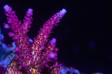 Beautiful acropora sps coral in coral reef aquarium tank. Macro shot. Selective focus.