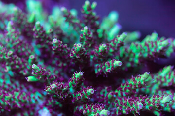 Beautiful acropora sps coral in coral reef aquarium tank. Macro shot. Selective focus.