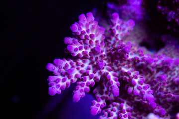 Obraz na płótnie Canvas Beautiful acropora sps coral in coral reef aquarium tank. Macro shot. Selective focus.