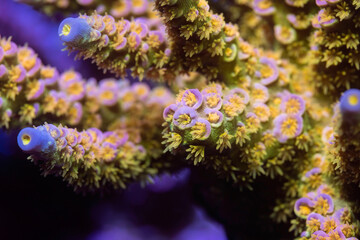 Naklejka na ściany i meble Beautiful acropora sps coral in coral reef aquarium tank. Macro shot. Selective focus.
