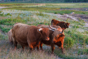 Highland cattle graze in a green meadow