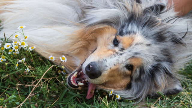 Happy sheepdog collie dog lying into the spring green grass and white chamomile flowers. 