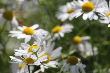 white daisies in a field