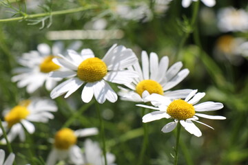 Obraz premium white daisies in a field