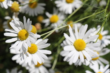 Fototapeta premium daisies in the garden