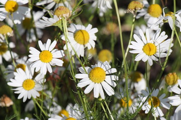 daisies in a field