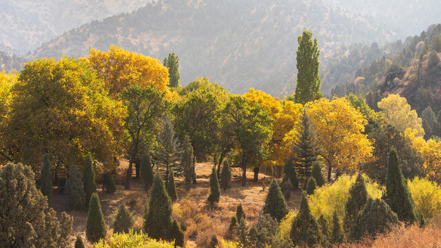 The fantastic view colorful in Fall season with light foggy. Beautiful colorful autumn landscape with a forest in toned colors. Impressive Autumn landscape during sunset. Concept of an ideal resting p